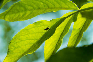 green leaves on a branch