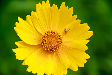 Obraz premium yellow flower closeup