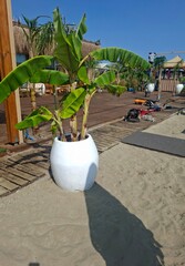 palm tree in the park