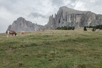 Some cows in a wide pasture in  Dolomites
