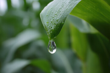 A tiny droplet of water clings to the edge of a vibrant green leaf, reflecting the surrounding greenery in a serene, close-up view of nature's beauty