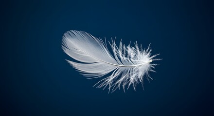 Obraz premium Floating White Feather