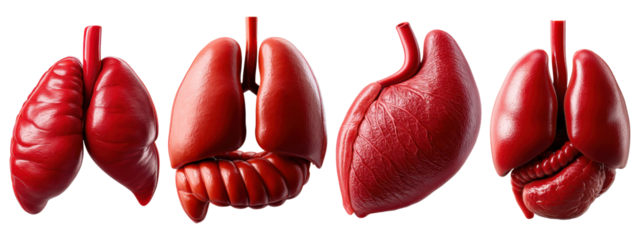 3D human organ anatomy set, isolated on transparent background