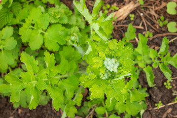 Fresh green celandine foliage with flower buds in spring in park, Chelidonii majoris, concept of medicinal herbs