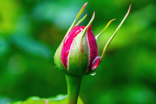 Rose Bud with Raindrops. Close up.