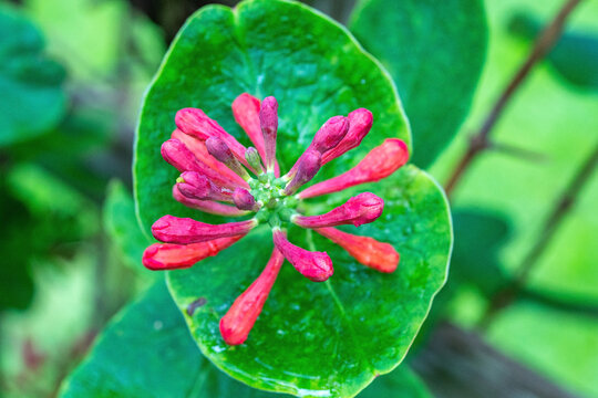 "Major Wheeler" Coral Honeysuckle blossoms (Lonicera sempervirens) with copy space.