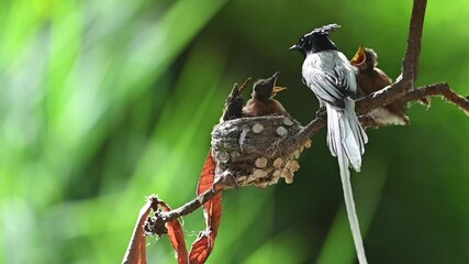 The Indian paradise flycatcher is a medium-sized passerine bird native to Asia, where it is widely distributed. As the global population is considered stable, it has been listed as Least Concern on th