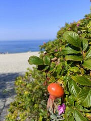 Baltic calm blue sea, white sand, seashore and wild rose bushes with berries and flowers. Leisure time, travelling, swimming in Russia, Kaliningrad