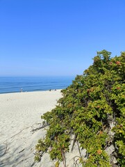 Baltic calm blue sea, white sand, seashore and wild rose bushes with berries and flowers. Leisure time, travelling, swimming in Russia, Kaliningrad