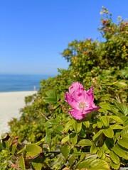 Baltic calm blue sea, white sand, seashore and wild rose bushes with berries and flowers. Leisure time, travelling, swimming in Russia, Kaliningrad