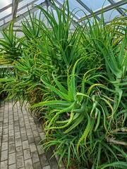 Russia, Kaliningrad Botanical garden, growing plants and flowers