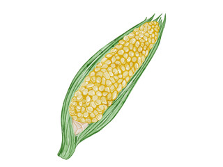 水彩で描いた夏野菜のとうもろこしの料理食材の水彩デザインベクターイラスト素材