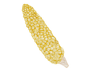 水彩で描いた夏野菜のとうもろこしの料理食材の水彩ベクターイラスト素材
