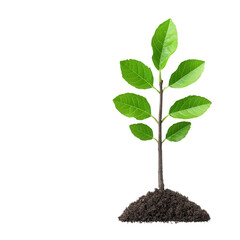 nature conservation concept Young green plant with leaves growing from soil mound. isolated on white background