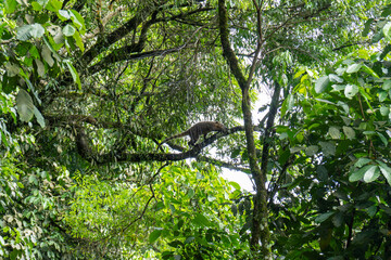 Nasua or coati animal on tree in the National Park of Iguazu Falls, Foz do Iguazu, Brazil