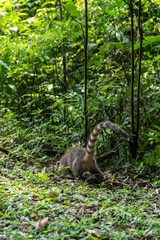 Nasua or coati animal on tree in the National Park of Iguazu Falls, Foz do Iguazu, Brazil