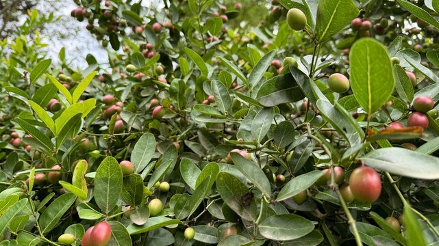 Abundance of Carissa Carandas Fruits and Leaves in CloseUp Detail View