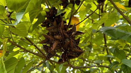 Annatto Tree Seed Pods on Branch with Green Leaves Bixa Orellana Natural Dye