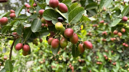 Bengal Currant Berries on Branch with Green Leaves Fresh, Colorful, and Vibrant View