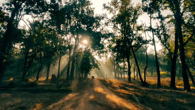 Beautiful sunlight in the forest with fog, foggy morning jungle safari in the forest of  kanha national park or tiger reserve madhya pradesh india asia