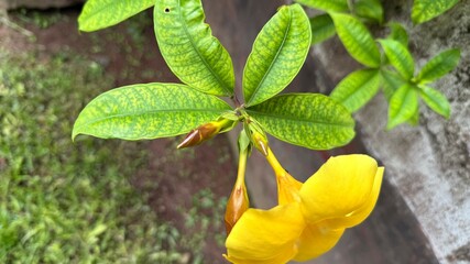Blooming Golden Trumpet Vibrant Yellow Allamanda Flower with Bud and Textured Green Leaves