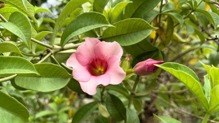 Blooming Pink Allamanda Flower with Bud and Lush Green Foliage Close Up