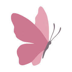 Pink butterfly vector illustration