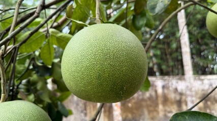 Closeup of a Textured Green Pomelo Hanging from a Tree Branch with Leaves