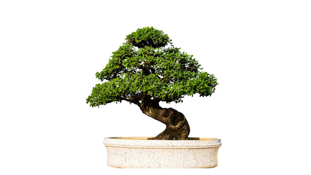 green pine bonsai isolated - Powered by Adobe