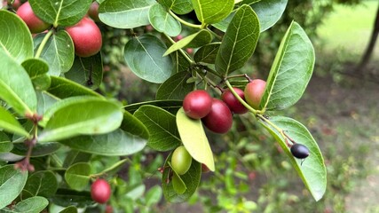 CloseUp of Bengal Currant Fruit on Branch with Green Leaves, Multiple Stages of Ripening