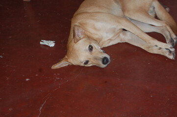 Sri Lankan Brown Color Dog Sleeping In Red Background 2025