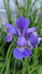 blue iris flower