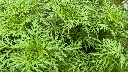 CloseUp of Lacy Green Cosmos Leaves Filling the Frame in Natural Outdoor Light
