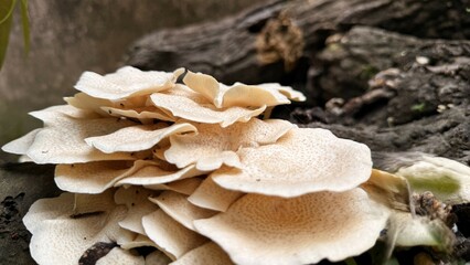 Cluster of Cream Colored Mushrooms Growing on Dead Wood, Macro Closeup View