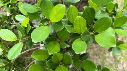 Closeup View of Lush Green Ficus Leaves, Leaf Texture and Details Showcased