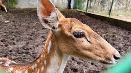 CloseUp Portrait of a Young Fallow Deer with Elegant White Spots and Fur