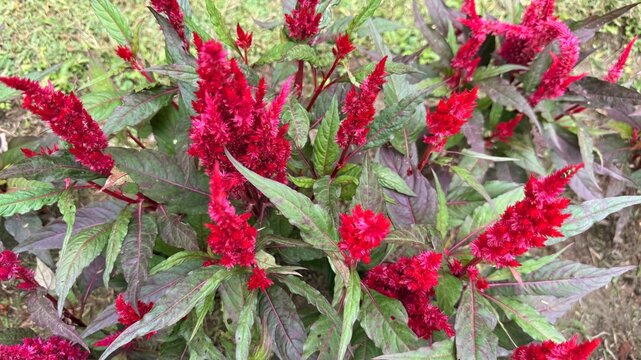 Crimson Celosia Plumosa Flowers with Green and Burgundy Leaves Blooming in Garden