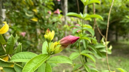 Delicate Pink Allamanda Flower Bud CloseUp View Amongst Green Leaves in Natural Light