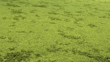 Extensive Green Mat of Invasive Water Lettuce Covering Pond, Potentially Threatening Aquatic Life Below