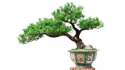 Bonsai pine tree