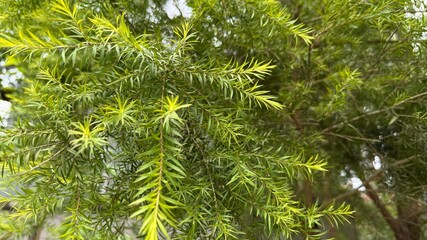 Green and Yellow Bottlebrush Plant Leaves CloseUp in Natural Outdoor Setting