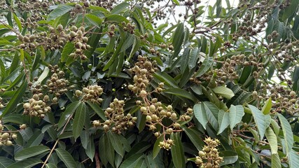Lagerstroemia Indica Tree Branches with Developing Seed Pods and Green Leaves, Close Up