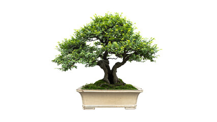 a bonsai tree with white background. 