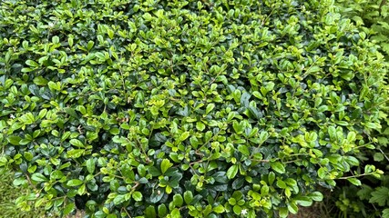 Lush Green Ehretia Microphylla Plant with Small Leaves and Tiny White Flowers in Garden