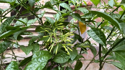 Night Blooming Jasmine Bush with Buds and Lush Green Leaves Closeup View