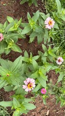 Overhead View of Pink Zinnia Flowers with Green Leaves in Garden Dirt, Growing Flowers