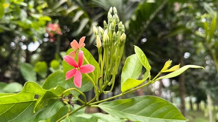 Obraz premium Rangoon Creeper Flower with Buds and Green Leaves in Garden, Tropical Flowering Vine