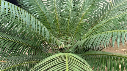 Sago Palm Leaves Closeup View of a Vibrant Green Cycas Revoluta Plant with Striped Leaflets