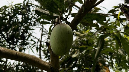 Single Green Mango Hanging on Tree Branch Surrounded by Green Leaves and Sky