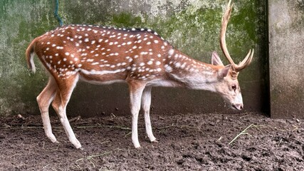Spotted Deer with Antlers Foraging in Muddy Enclosure, Wildlife Animal Photography